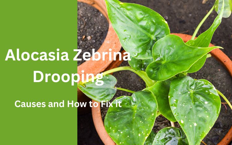 Alocasia Zebrina Drooping