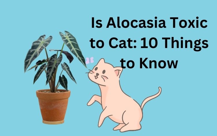 Is Alocasia Toxic to Cat