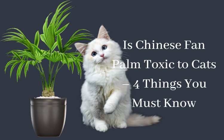 Is Chinese Fan Palm Toxic to Cats – 4 Things You Must Know