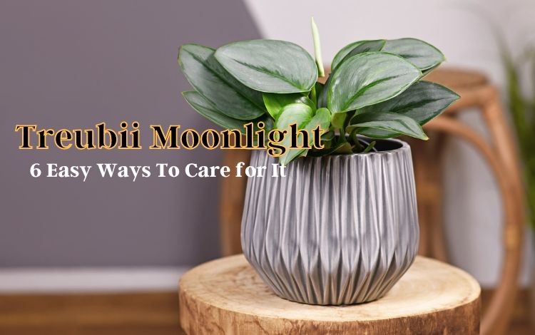 How to take care of Treubii Moonlight