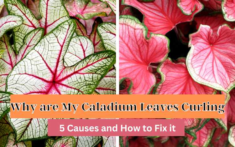 Why are My Caladium Leaves Curling