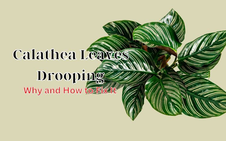 Calathea Leaves Drooping