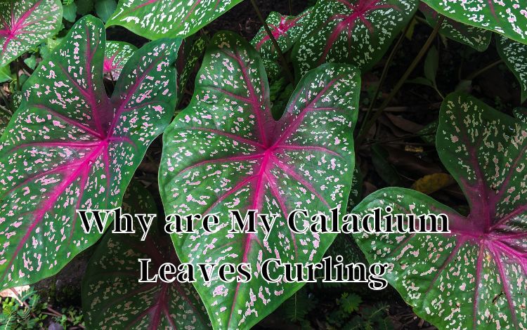 Why are My Caladium Leaves Curling